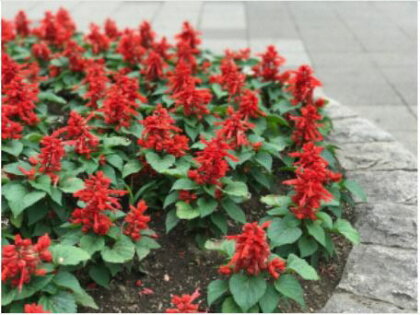 前橋市内の福祉施設への花の苗寄贈(75鉢)【思いやり型返礼品】