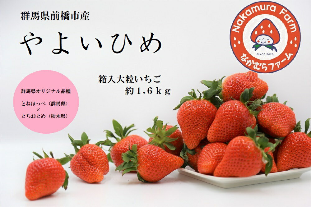 11位! 口コミ数「1件」評価「5」B-73　群馬県前橋市産いちご『やよいひめ』　約1.6kg(約1600g)【2023年群馬県いちご品評会入賞！】