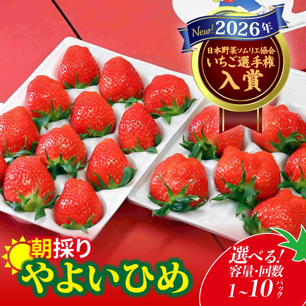 【ふるさと納税】いちご やよいひめ 400g/800g/2.4kg/4kg/4ヶ月定期便 選べる容量 | イチゴ 定期便 苺 高品質 たっぷり 新鮮 完熟 旬 ストロベリー 高級 産地直送 果汁 甘い あまい 人気 高評価 高糖度 ごほうび プレゼント 群馬県 前橋市