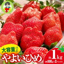 【ふるさと納税】【2026年 先行予約】やよいひめ 500g × 2パック 1kg | コク 甘み 朝採れ やよいひめ 大粒 甘み 酸味 バランス 贈答用 新鮮 完熟 いちご 旬 苺 ストロベリー 産地直送 果汁 甘い あまい 人気 高評価 減農薬 美容 健康 旨味 高糖度 ごほうび 群馬県 前橋市