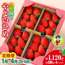 【ふるさと納税】【2026年 先行予約】<定期便1月~4月>やよいひめ 280g × 4パック 1120g 計4回 | コク 甘み 朝採れ やよいひめ 贈答用 新鮮 完熟 いちご 旬 苺 ストロベリー 産地直送 果汁 あまい 人気 高評価 減農薬 美容 健康 高糖度 ごほうび 定期便 群馬県 前橋市