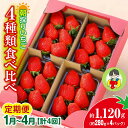 【ふるさと納税】【2026年 先行予約】 <定期便1月~4月> いちご 4種類食べ比べ 約280g×4パック 1120g 計4回 | コク 甘み 朝採れ やよいひめ ななか 恋みのり あまおとめ あすかルビー 贈答用 新鮮 いちご 旬 苺 ストロベリー 甘い 美容 健康 旨味 高糖度 群馬県 前橋市