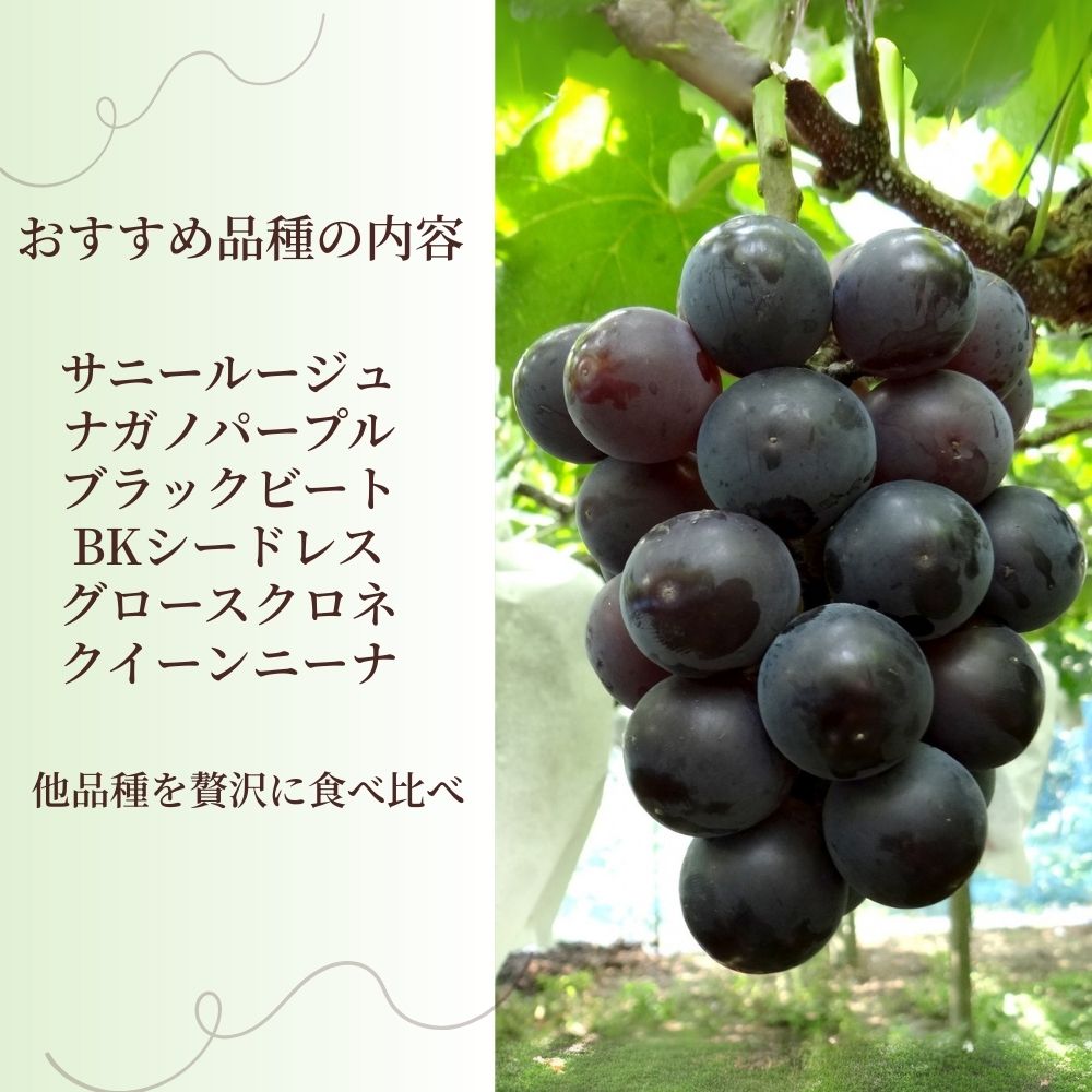 【ふるさと納税】先行予約 シャインマスカット 農園おすすめ品種 食べ比べ 2～3房 約1.2kg～約1.5kg ｜ シャインマスカット 贈答用 新鮮 高級 産地直送 果汁 甘い 人気 高糖度 エコファーマー プレゼント れいわイチゴ園 れいわブドウ園 れいわぶどう園 群馬県 前橋市