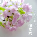 【ふるさと納税】R4-102　桜盆栽　旭山桜（白鉢・黒鉢セット）