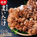 【ふるさと納税】長五郎 まいたけ かぶ500g×2個 ほぐし300g×2袋 合計1600g|炊き込みご飯 きのこご飯 舞茸ご飯 天ぷら 舞茸 まいたけ きのこ ...