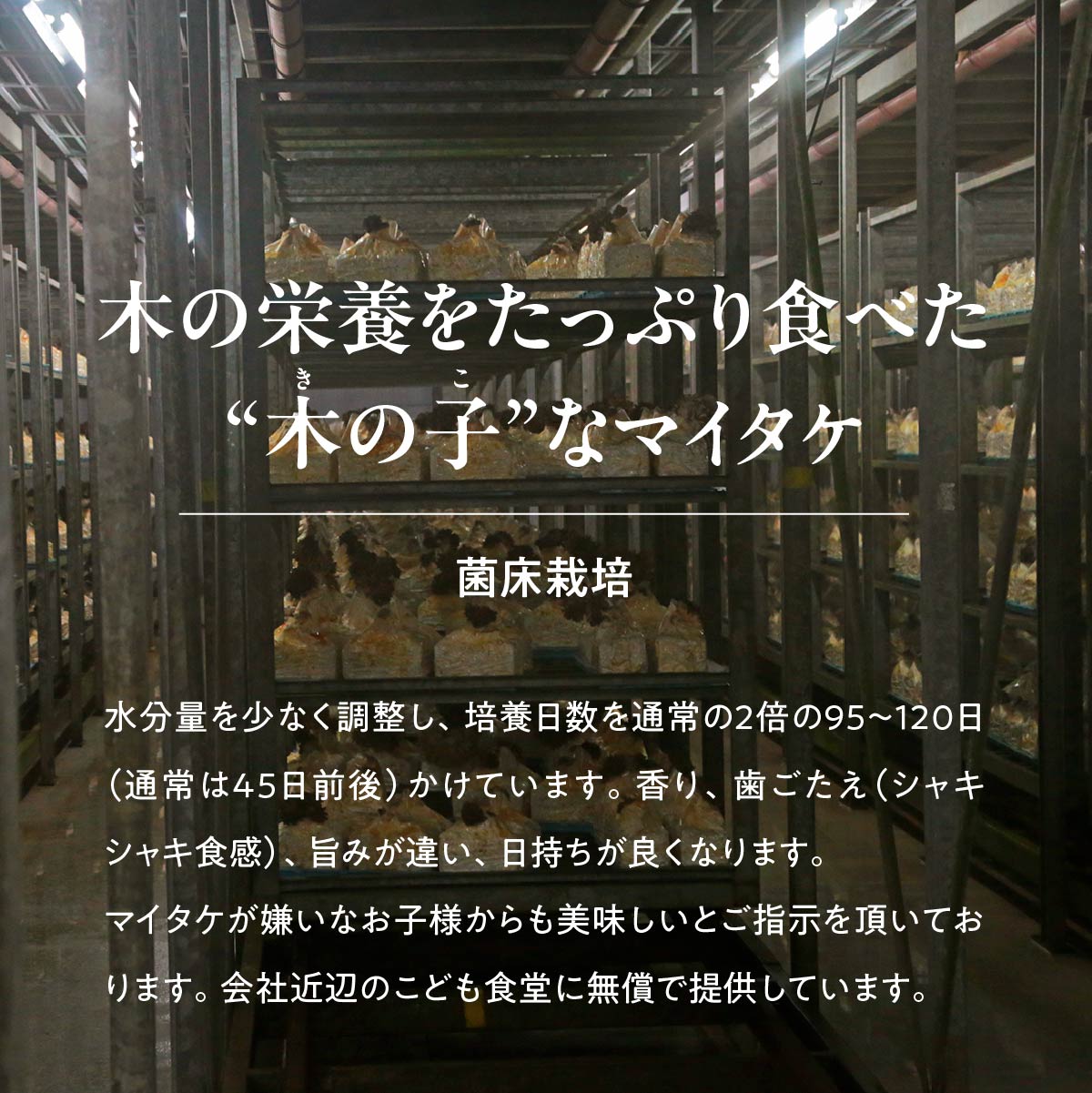 【ふるさと納税】＜選べる定期便＞父の日 まいたけ 長五郎まいたけ かぶ 500g×2個 1・3・6・12ヶ月｜炊き込みご飯 きのこご飯 舞茸ご飯 天ぷら 舞茸 まいたけ きのこ 野菜 丸ごと 国産 無農薬 安全 安心 食物繊維 健康 カロリー 低い 産地直送 プレゼント ギフト 贈り物