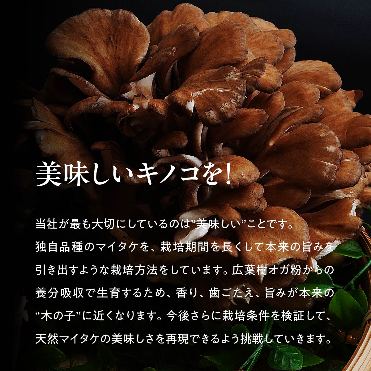 【ふるさと納税】＜選べる定期便＞父の日 まいたけ 長五郎まいたけ かぶ 500g×2個 1・3・6・12ヶ月｜炊き込みご飯 きのこご飯 舞茸ご飯 天ぷら 舞茸 まいたけ きのこ 野菜 丸ごと 国産 無農薬 安全 安心 食物繊維 健康 カロリー 低い 産地直送 プレゼント ギフト 贈り物
