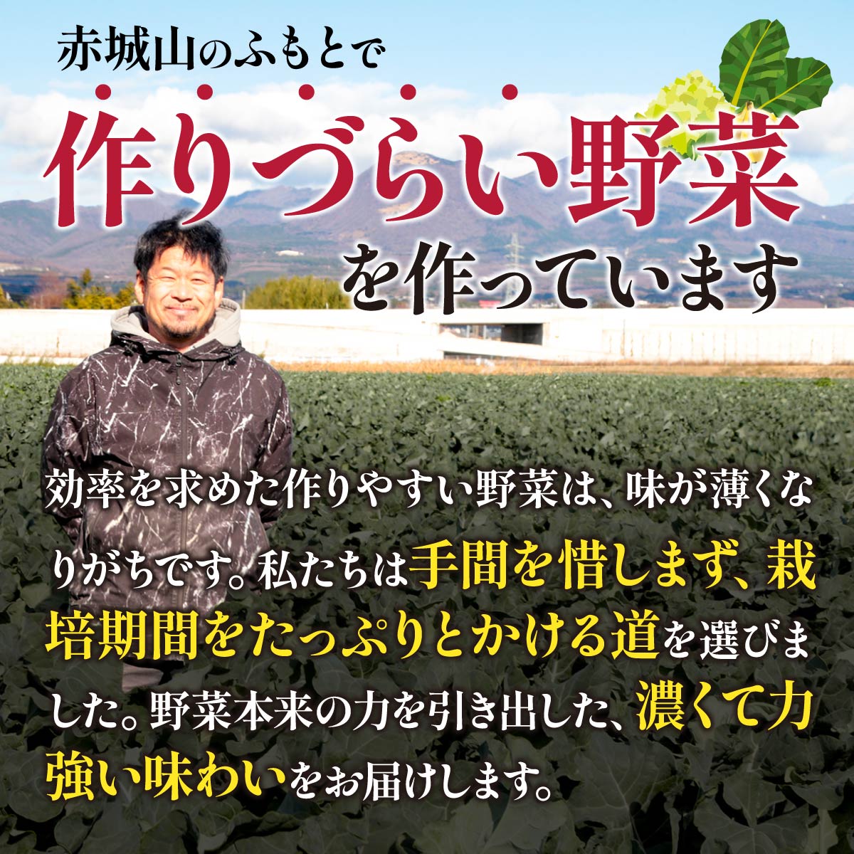 【ふるさと納税】 西洋野菜 セット 野菜の定期便 年6回 12～13品｜新鮮 朝どれ 農家直送 旬 野菜 野菜ソムリエ イタリア野菜 新種野菜 珍しい 西洋野菜