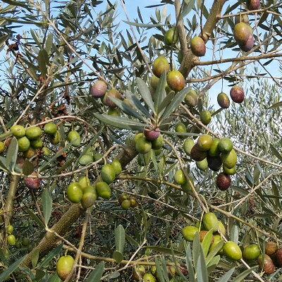【ふるさと納税】群馬県太田市で生まれたエキストラバージンオリーブオイル　100g入り【1210039】