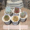 【ふるさと納税】多肉植物5種類 多肉永遠オリジナル名札付きエケベリアセット【1516862】