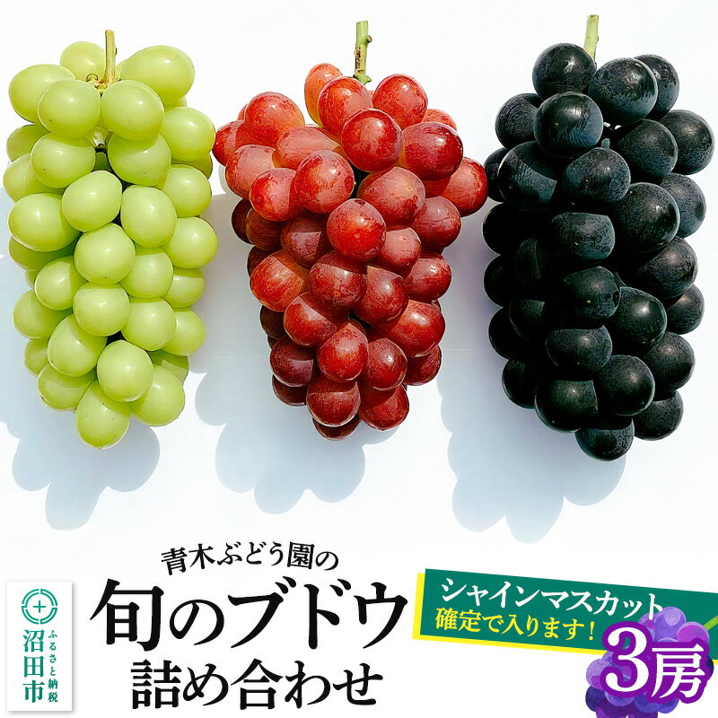 [9月上旬〜下旬発送]青木ぶどう園の旬のブドウ詰め合わせ 3房