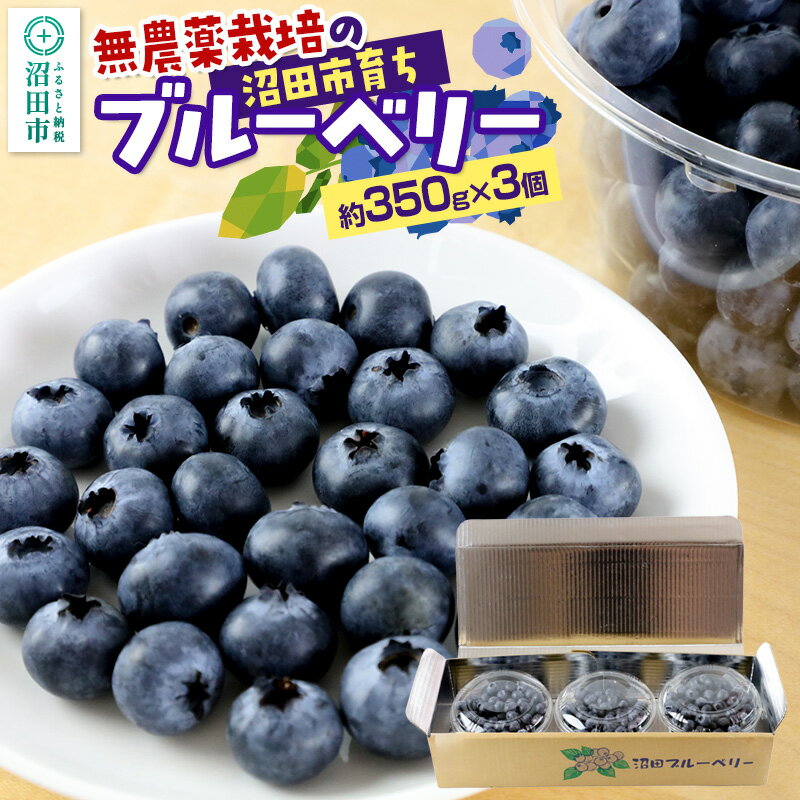 [8月上旬〜中旬発送]完全無農薬栽培 ブルーベリー 約350g×3個 ベリーガーデン