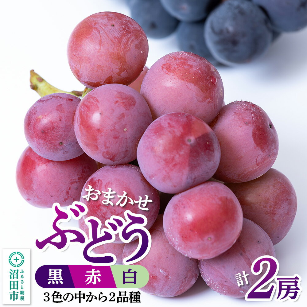 沼田市産 ぶどう 2房セット(黒・赤・白から品種おまかせで2種)ぶどう農園 ラ・テール
