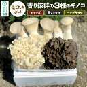 【ふるさと納税】歯ごたえよし!香り抜群の3種のきのこ(エリンギ、黒舞茸、ハナビラタケ)の詰め合わせ