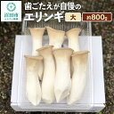 【ふるさと納税】歯ごたえが自慢のエリンギ 大 約800g