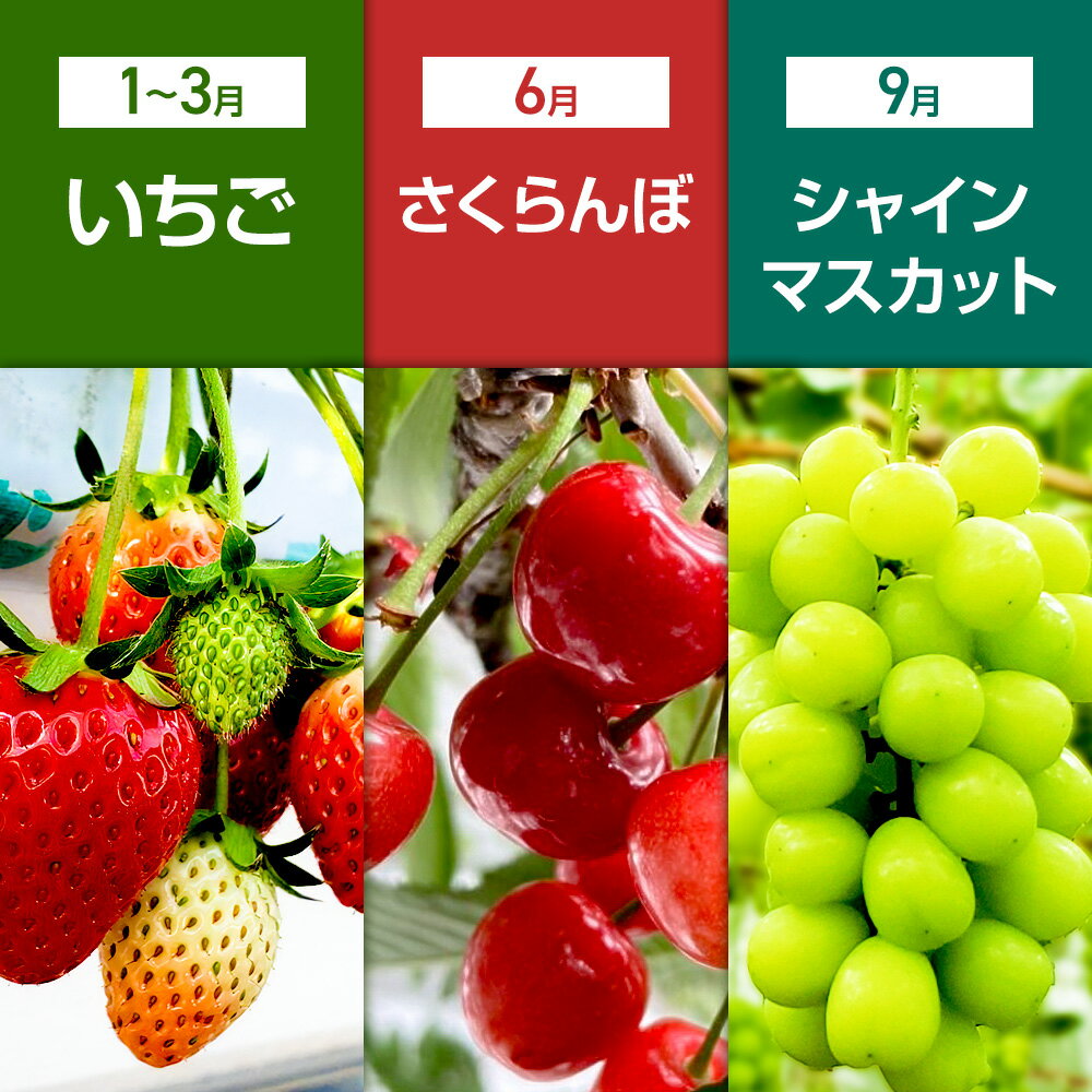 【ふるさと納税】《一部地域限定配送》3回お届け！原田農園のフルーツ定期便 いちご→さくらんぼ→シャインマスカット