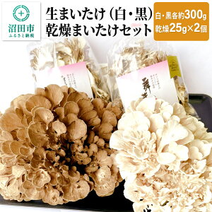 【ふるさと納税】生まいたけ（白・黒）各約300g＋乾燥まいたけ25g×2個 セット