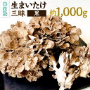 【ふるさと納税】生まいたけ三昧(黒)約1000g おいがみ舞茸園