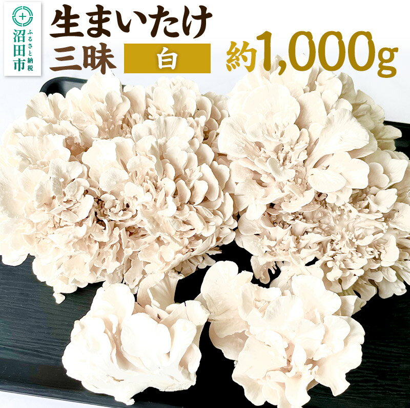 白まいたけ三昧 約1000g