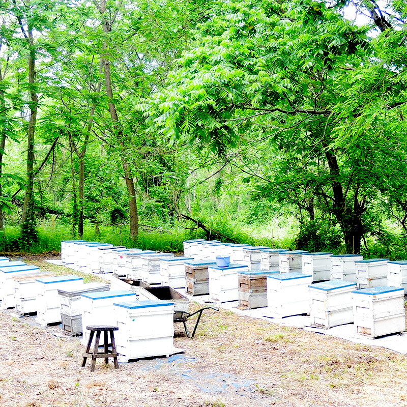 サンヨー 北海道産ゆで小豆 200g×12入