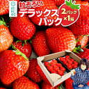 6位! 口コミ数「0件」評価「0」粒ぞろい「やよいひめ」デラックスパック 2パック×1箱 山口いちご園