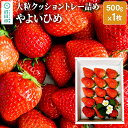 2位! 口コミ数「0件」評価「0」大粒クッショントレー詰め「やよいひめ」500g×1枚 山口いちご園