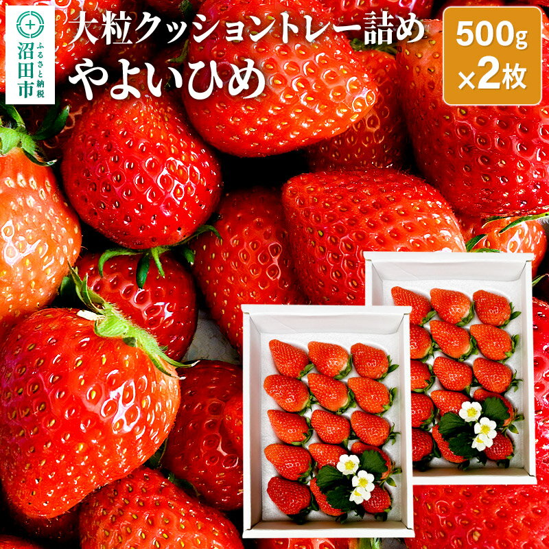 20位! 口コミ数「0件」評価「0」大粒クッショントレー詰め「やよいひめ」500g×2枚 山口いちご園