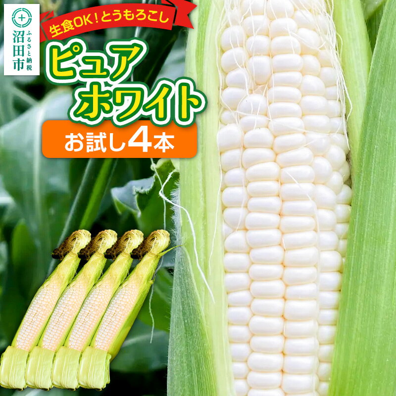[7月下旬〜9月中旬発送]とうもろこし ピュアホワイト お試しセット(4本)