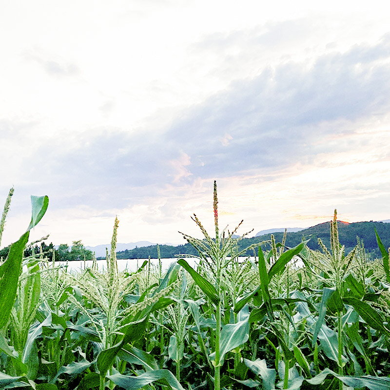 【ふるさと納税】とうもろこし ピュアホワイト 約10kg（25〜30本）山口いちご園
