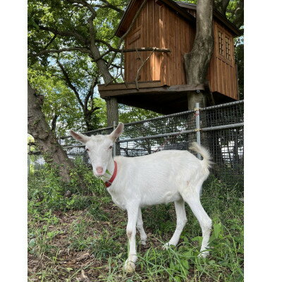 【ふるさと納税】ジャングルデリバリーのエクストラバージンオリーブオイル「アルベキーナ」　100ml【1377922】