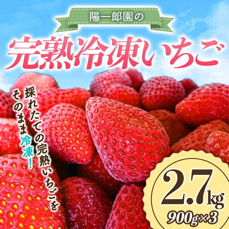 【ふるさと納税】陽一郎園の完熟冷凍いちご 2.7kg【令和4