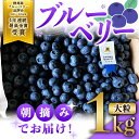 【ふるさと納税】 ブルーベリー大粒1kg 朝摘みでお届け 【3年連続最高金賞受賞 群馬県ブルーベリー品評会2021・2022・2023年】 大粒 化学農薬不使用 除草剤不使用 フルーツ果物 F4H-0039