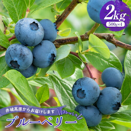【ふるさと納税】 赤城高原で育ったフレッシュなブルーベリー 2kg フルーツ 果物 果実 群馬県 渋川市 F4H-0287 【ふるさと納税】 赤城高原で育ったフレッシュなブルーベリー 2kg フルーツ 果物 果実 群馬県 渋川市 F4H-0287