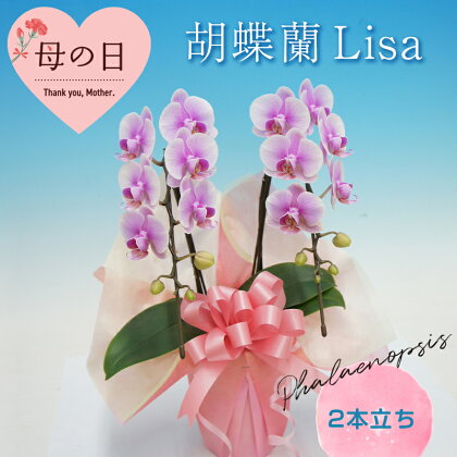 【母の日ギフト】 胡蝶蘭 Lisa 2本立ち ミディ 母の日 プレゼント お花 こちょうらん 鉢花 贈り物 フラワーギフト F21E-201