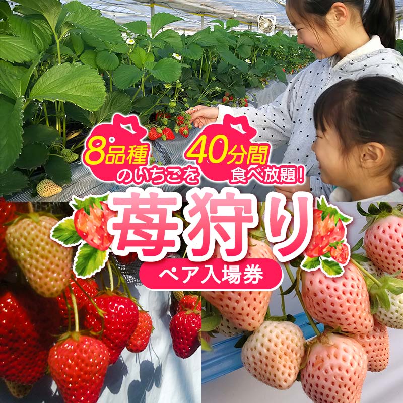 【ふるさと納税】 ＜高田いちご園＞ 苺狩りペア入場券(2名様) 食べ放題 いちご狩り 高田いちご園 ペア 入場券 2名 いちご 苺 イチゴ フルーツ 果物 体験 F21E-083