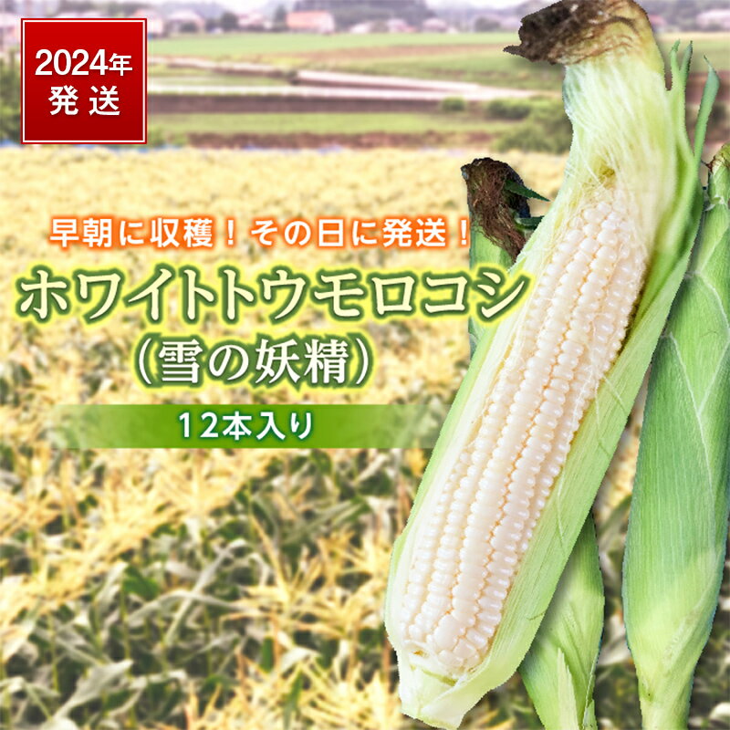 20位! 口コミ数「0件」評価「0」《2024年発送》ホワイトトウモロコシ（雪の妖精）12本入り F20E-698