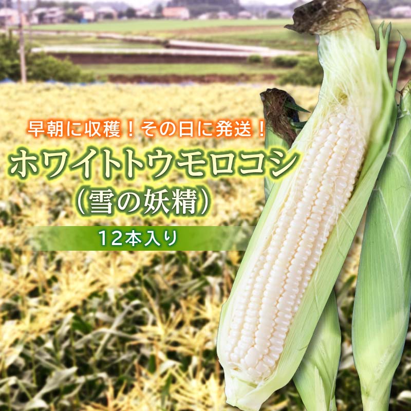 [2025年発送] ホワイトトウモロコシ(雪の妖精)12本入り 白 とうもろこし ホワイト トウモロコシ 雪の妖精 野菜 食品 F20E-698