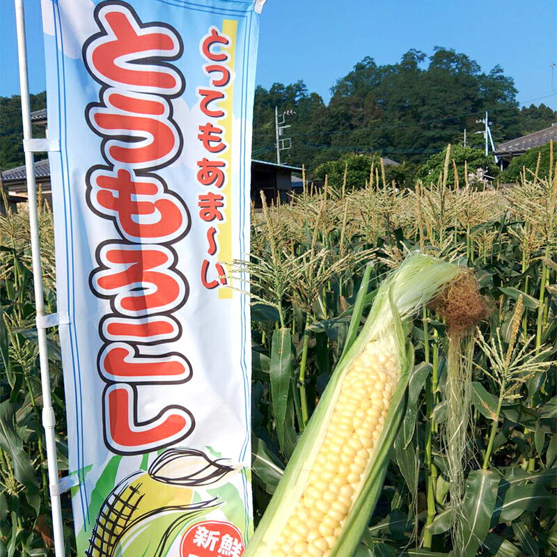 【ふるさと納税】 ＜2026年先行予約＞【定期便】夜間収穫したとうもろこし ゴールドラッシュ (各約5kg)《2ヶ月連続》 2L トウモロコシ とうもろこし コーン ゴールドラッシュ 定期便 野菜 食品 F21E-068