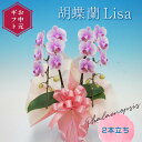 【ふるさと納税】 【お中元ギフト】 胡蝶蘭 Lisa 2本立ち ミディ 胡蝶蘭 こちょうらん コチョウラン お中元 お花 贈り物 プレゼント ギフト フラワーギフト F21E-412