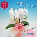 【ふるさと納税】 【お中元ギフト】 胡蝶蘭 ソダシホワイト 2本立ち ミディ 胡蝶蘭 こちょうらん コチョウラン お中元 お花 贈り物 プレゼント ギフト フラワーギフト F21E-413