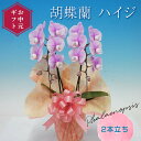 【ふるさと納税】 【お中元ギフト】 胡蝶蘭 ハイジ 2本立ち ミディ 胡蝶蘭 こちょうらん コチョウラン お中元 お花 贈り物 プレゼント ギフト フラワーギフト F21E-414
