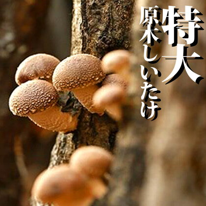 特大 原木しいたけ 2kg