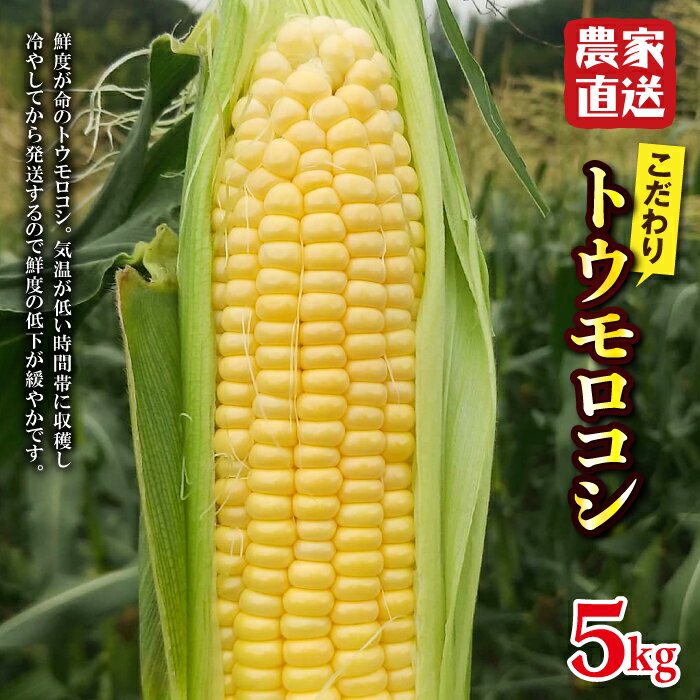 【ふるさと納税】農家直送！こだわりトウモロコシ 5kg F20E-680のサムネイル