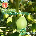 【ふるさと納税】 <先行予約> 酵素の王様 フレッシュ 青パパイヤ 合計3kg (約500g×5~6個) パパイヤ ビタミン ミネラル アミノ酸 食物繊維 ポリフェノール 野菜 食品 F20E-697