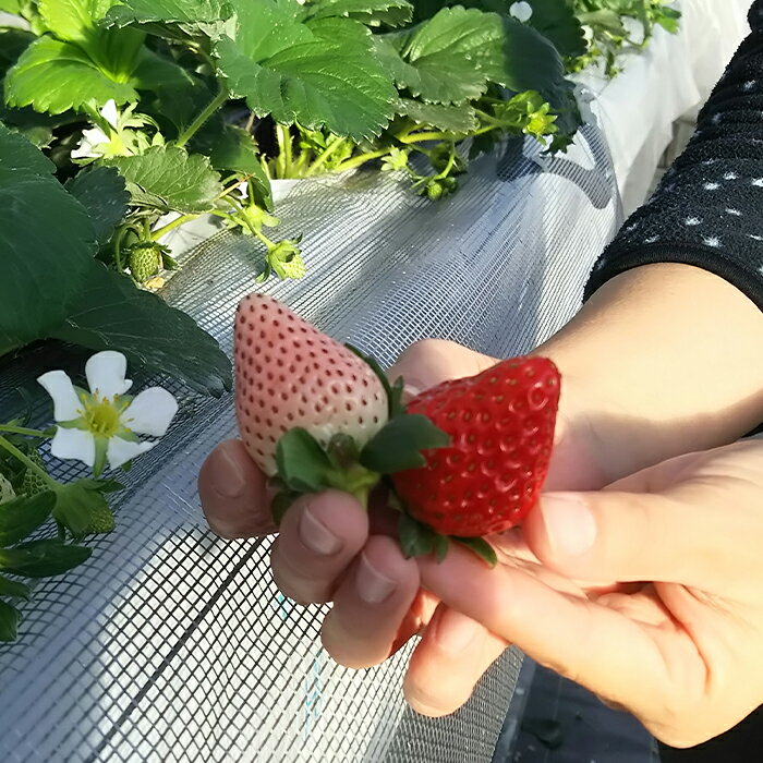 アイテムID:350051の画像1枚目