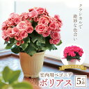 【ふるさと納税】室内用ベゴニア「ボリアス」5号鉢 F20E-737