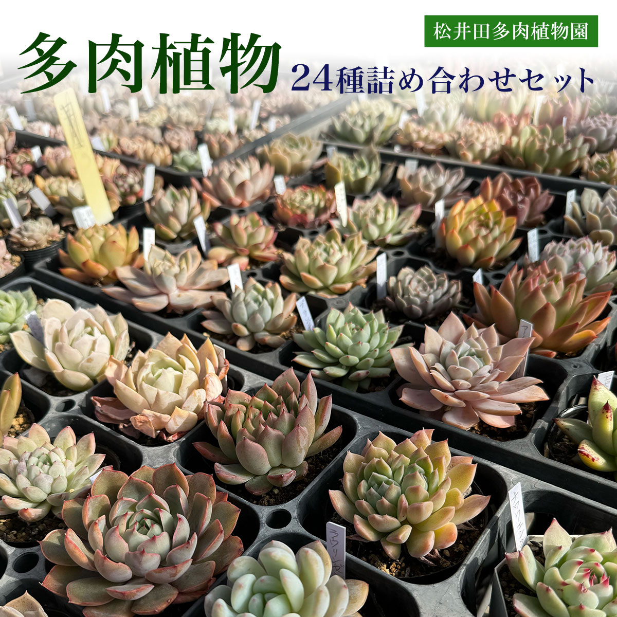 8位! 口コミ数「0件」評価「0」多肉植物24種詰め合わせセット ANAG001 ／ふるさと納税 観葉植物 多肉 多肉植物 苗 ポット ガーデニング インテリア 24種詰合せ･･･ 