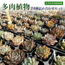 【ふるさと納税】多肉植物24種詰め合わせセット ANAG001 ／ふるさと納税 観葉植物 多肉 多肉植物 苗 ポット ガーデニング インテリア 24種詰合せ セット 群馬県 安中市