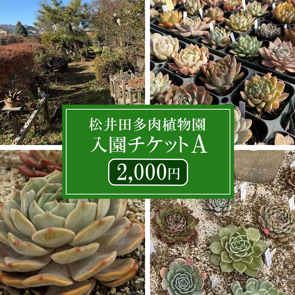 松井田多肉植物園チケットA(2,000円) ANAG002 /ふるさと納税 観葉植物 多肉 多肉植物 苗 ポット ガーデニング インテリア 24種詰合せ セット 群馬県 安中市