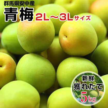 No.386 旬をお届け！青梅【2L～3Lサイズ5kg】 ／ うめ 実 丁寧 手作業 果実 送料無料 群馬県